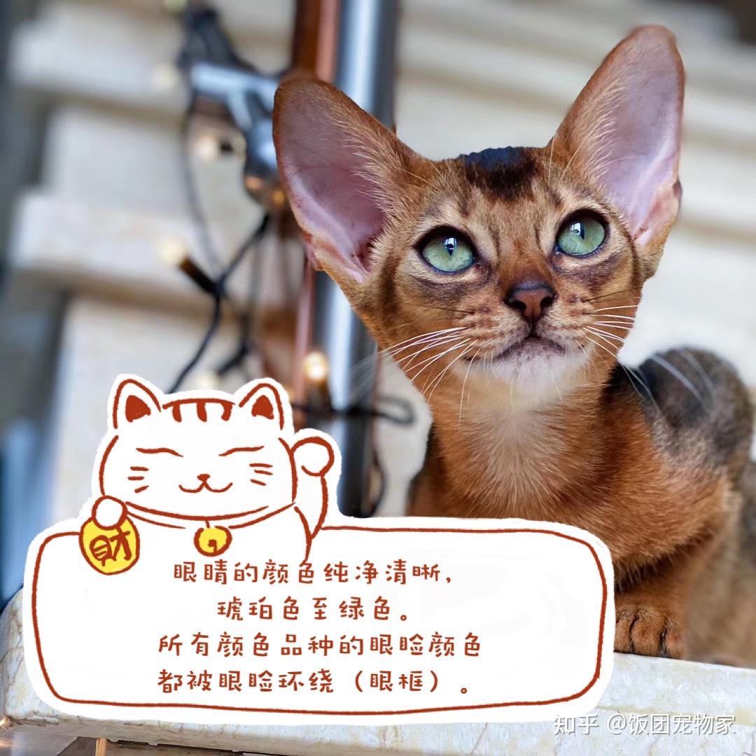 wcf阿比西尼亚猫官方品相评审标准