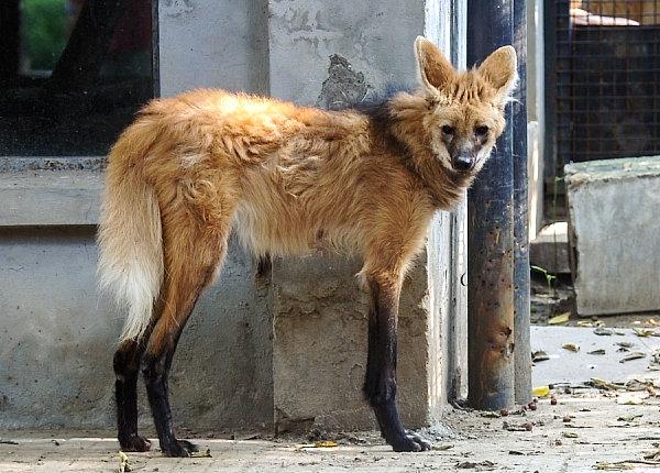 北京动物园犬科动物馆图片