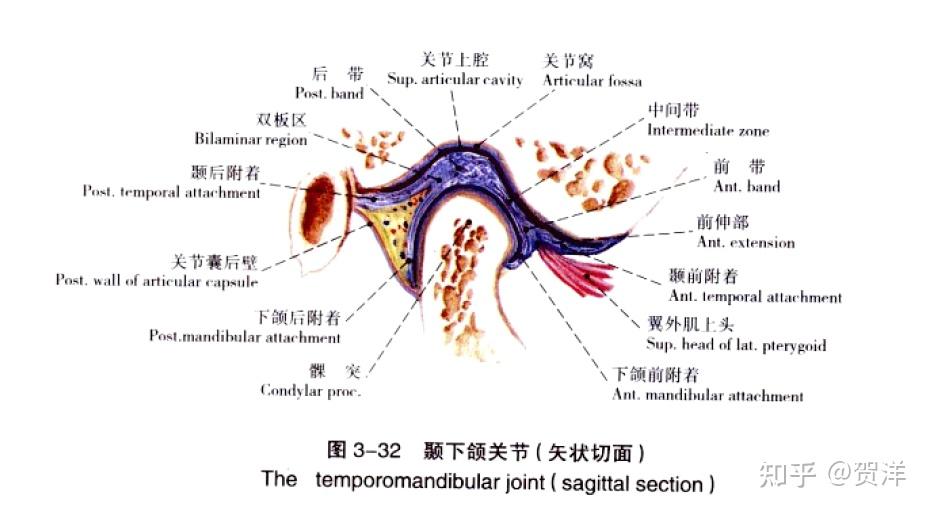 颞下颌关节的组成图片图片