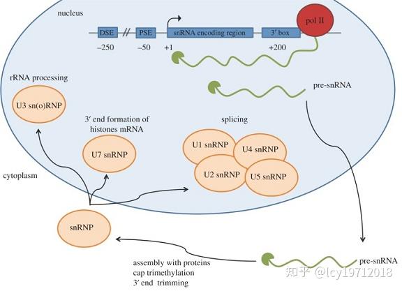 编码RNA与非编码RNA（一） - 知乎