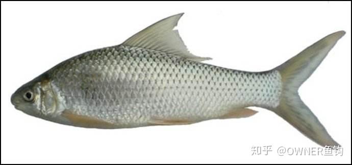 鲮鱼作钓技巧 - 知乎