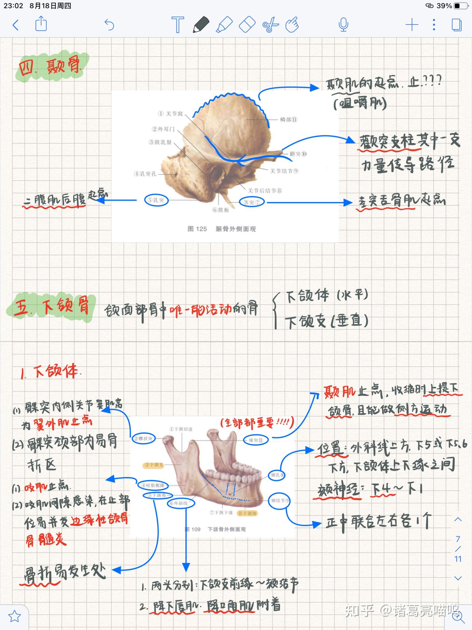 口腔解剖生理学笔记丨颌面部骨 - 知乎