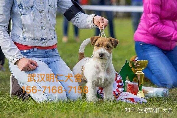 北京杰克罗素梗犬舍图片