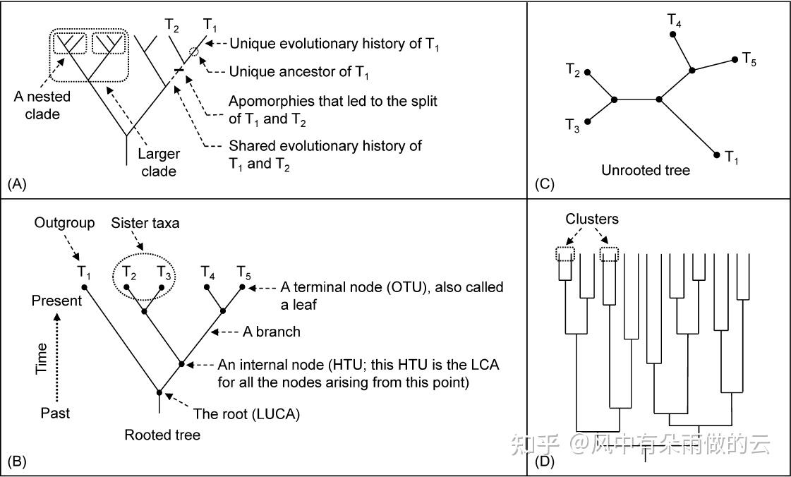 系统发育树 - 知乎