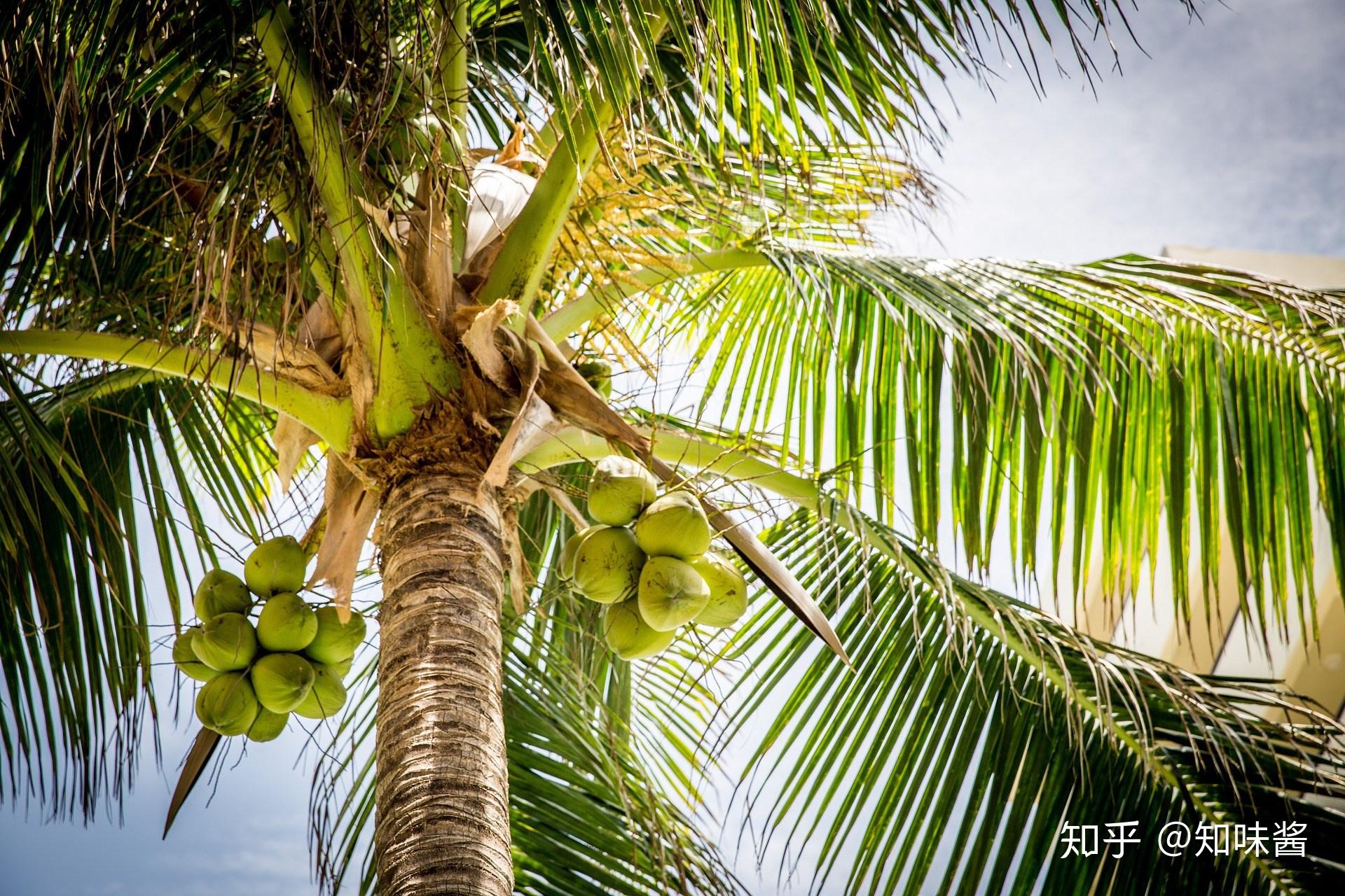 新鲜椰子素材-新鲜椰子图片-新鲜椰子素材图片下载-觅知网