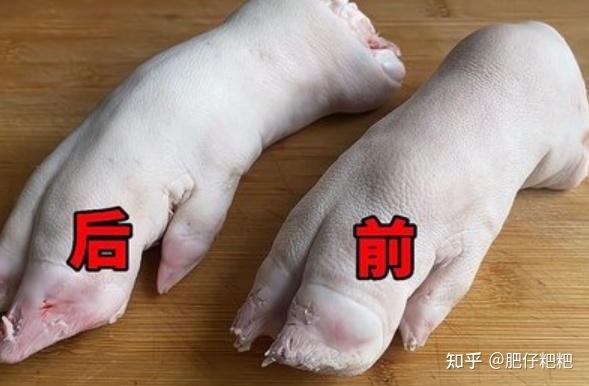 轻松掌握!简易区分猪前蹄与后蹄的实用技巧,一看就会,一学就懂 - 知乎