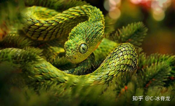 【神秘动物学】阿尔及利亚长毛蝰蛇(Algerian Hairy Viper) - 知乎