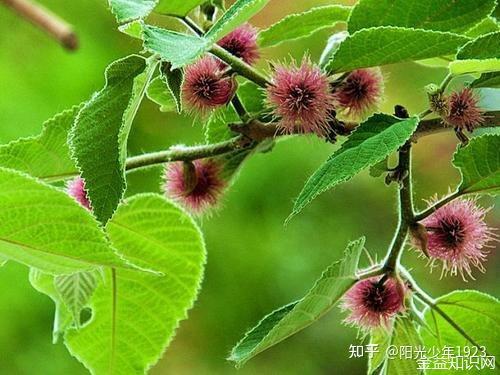 构树花的功效与作用 - 知乎