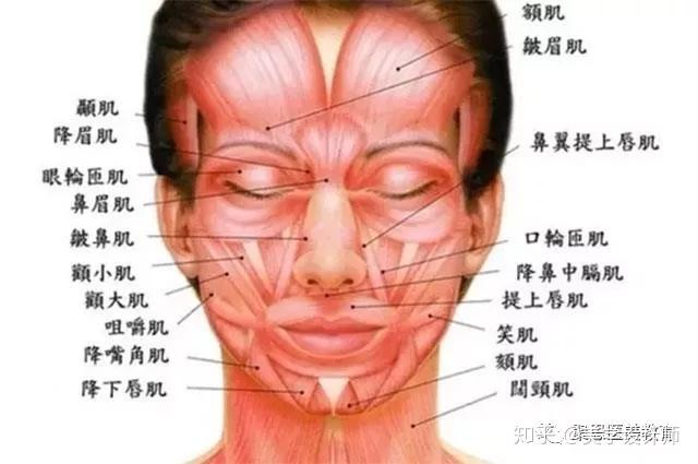 大家把这张图保存在手机里,这是肌肉的解剖图片,清晰地标注了面部的