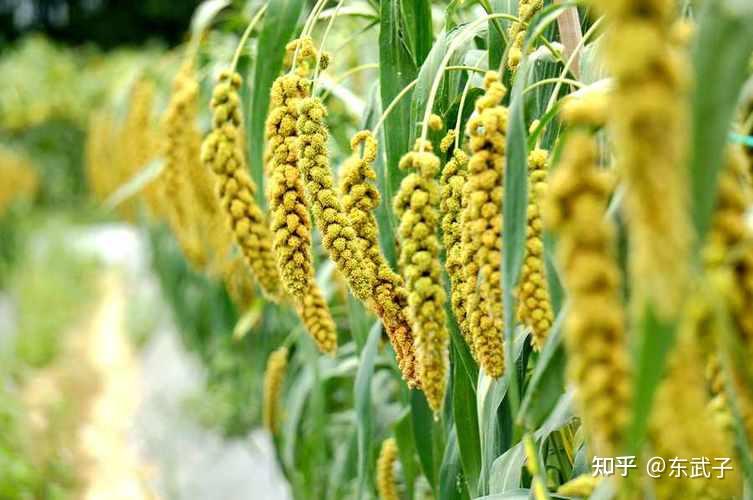 有没有一种家常菜,你吃到后就感觉「要过年了」?