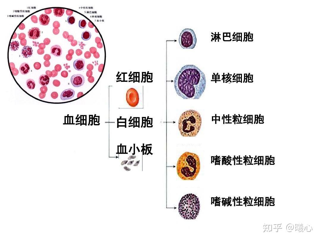 读懂血常规结果之白细胞 - 知乎