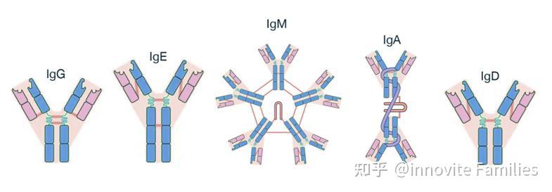 免疫球蛋白M图片