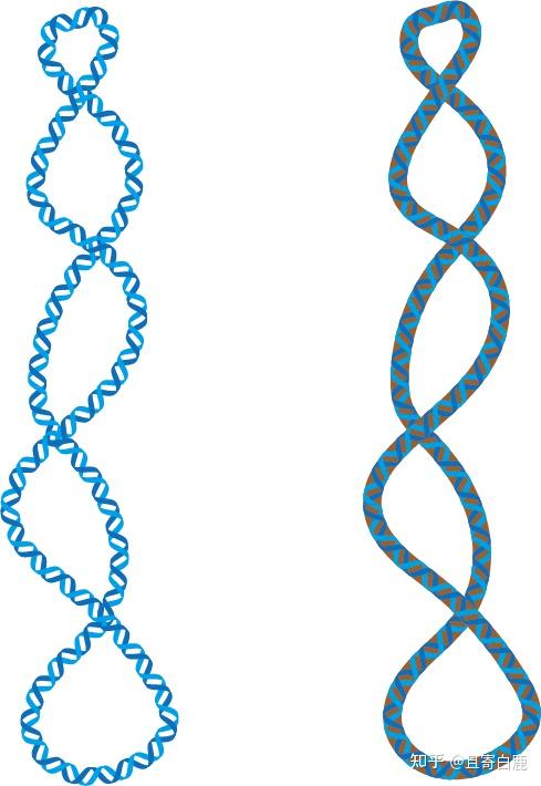 使用illustrator绘制dna双螺旋