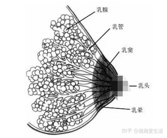 如何5分钟挤空一边乳房5分钟单边100mlsoeasy