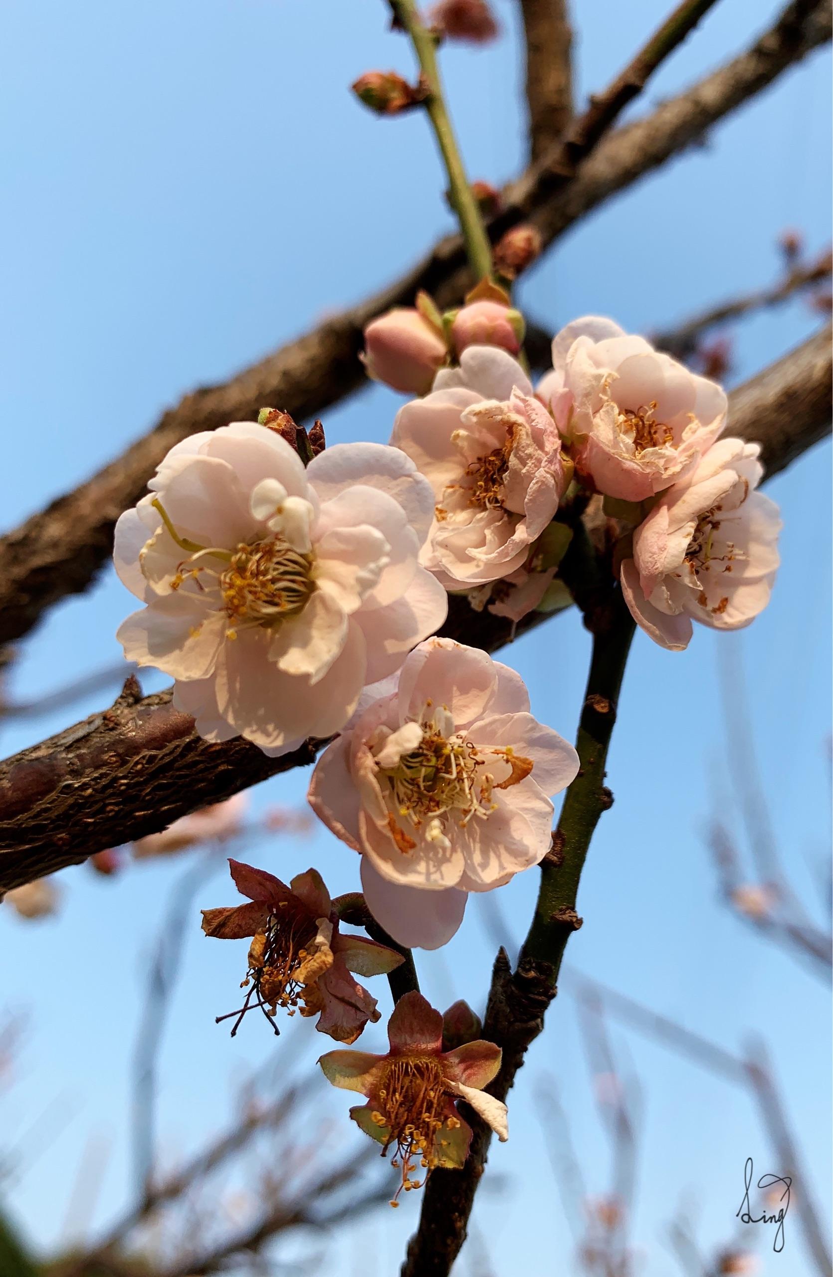 让人惊艳的梅花园!地铁二号线侨香c出口,出来慢走十五分钟就到了.010