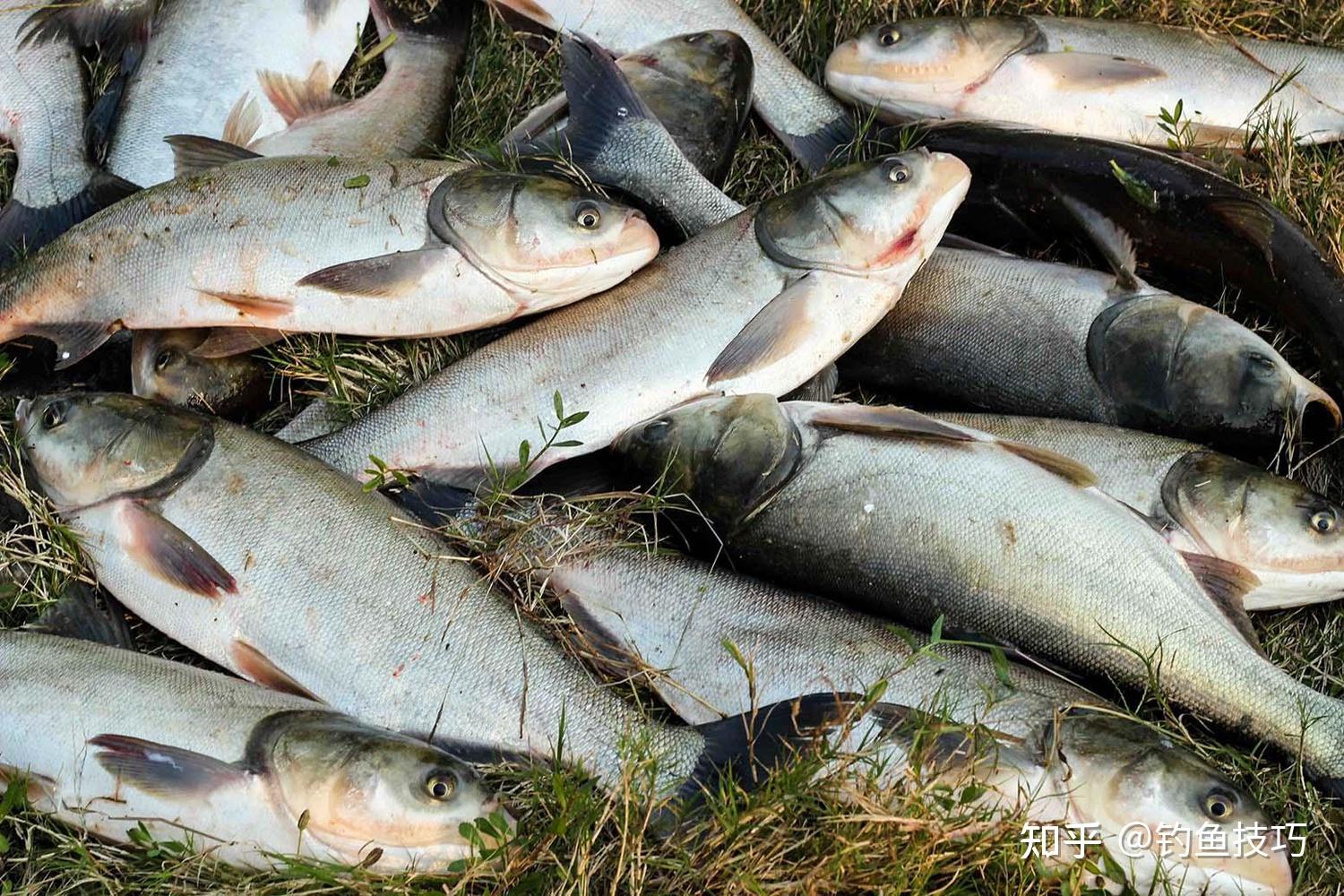 釣鰱魚和鱅魚的關鍵技巧釣位線組餌料誘魚魚星抓口