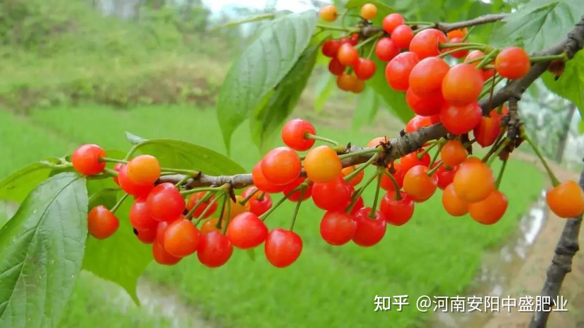 樱桃成熟期落果是怎么回事樱桃落果用什么肥料好