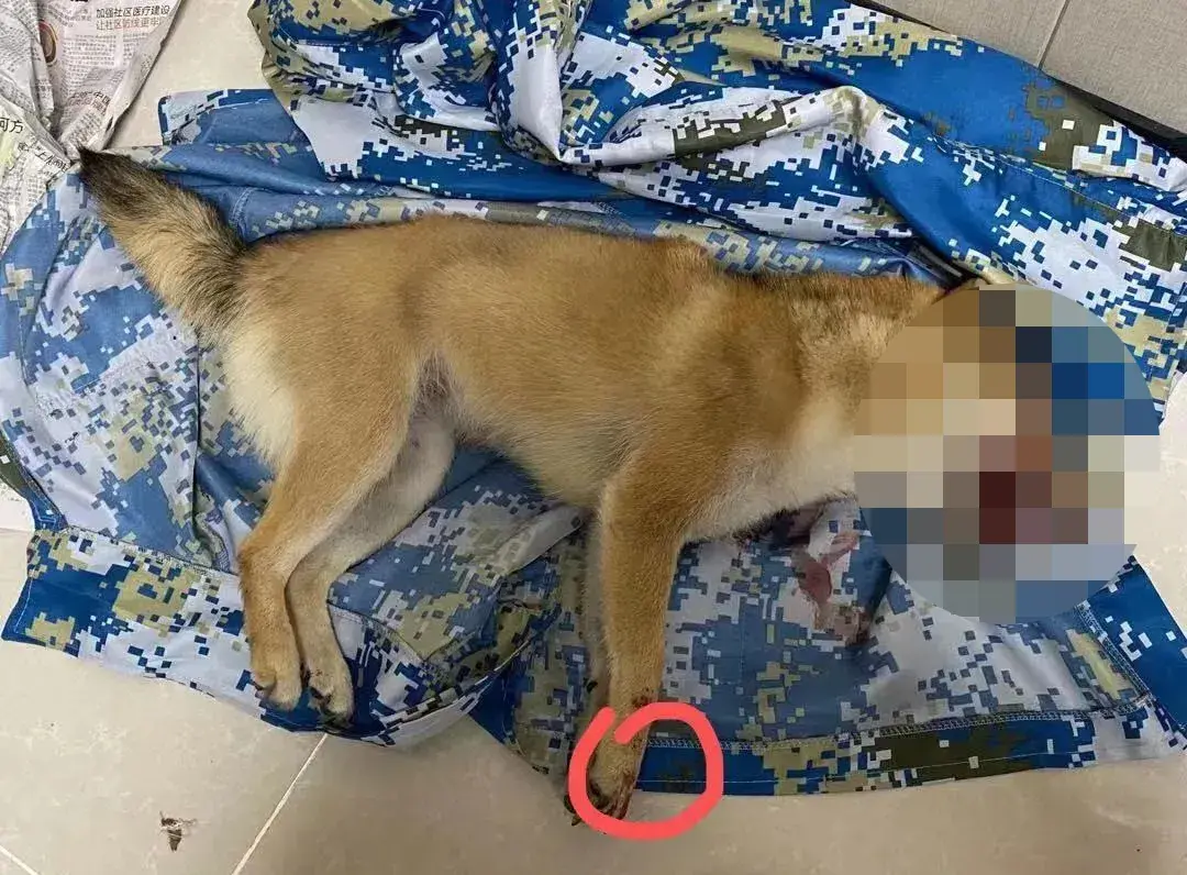 小柴犬被活活拔掉牙齿后施虐者我是一个很喜欢狗的人