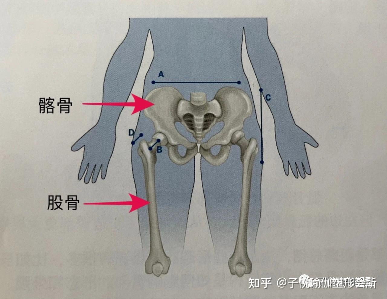 我们先来看看骨骼结构怎样影响臀部形状,看下图3 脂肪分布2