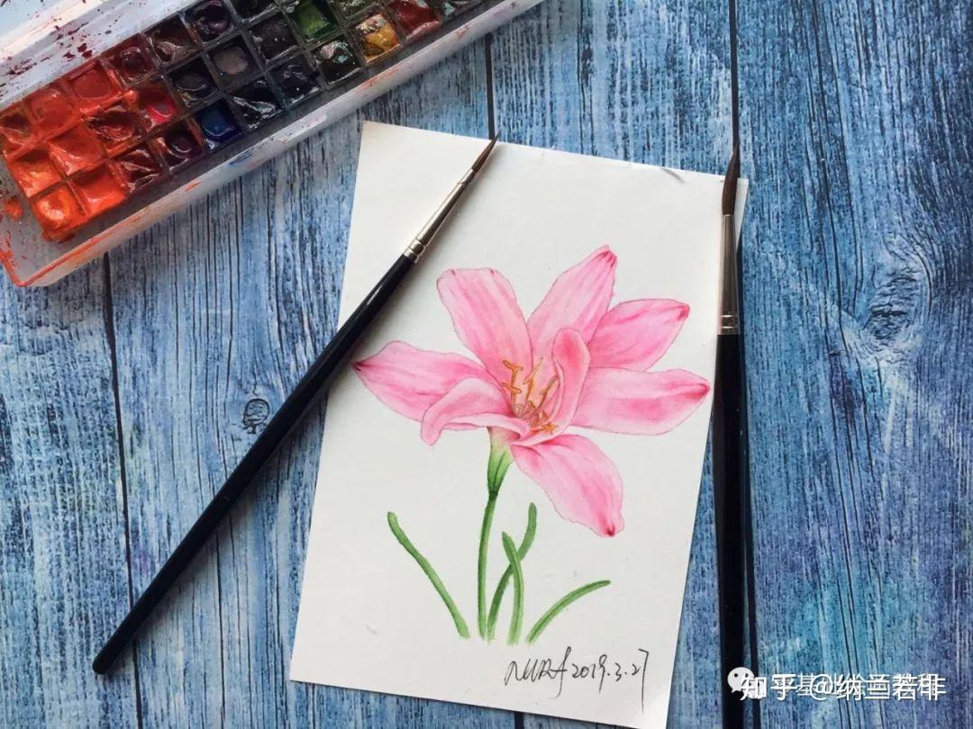 零基础绘画教程水彩韭兰