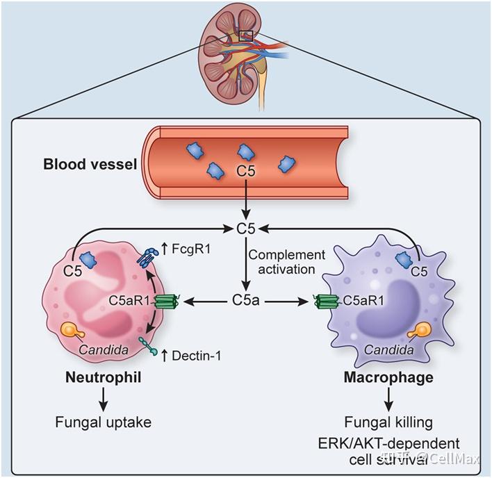 2023年6月Cell期刊精华 知乎