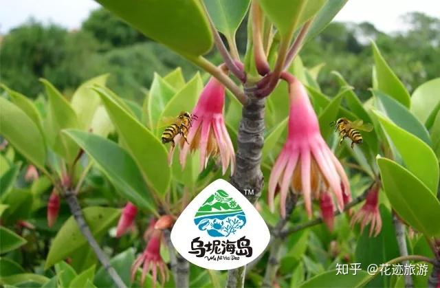 皇帝贡品-红树海榄花蜜，最值得一试的蜂蜜 - 知乎