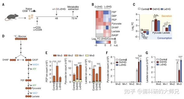 研究生如何进行文献精读？主刊science教你大热的代谢免疫研究思路—肿瘤细胞分泌促癌代谢物d 2hg抑制cd8 T细胞糖酵解 知乎