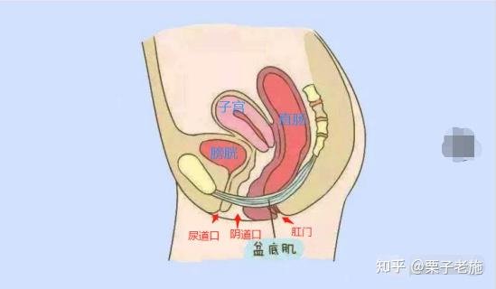 女性的盆底留下了三个出口,分别为尿道口,阴道口,肛门.