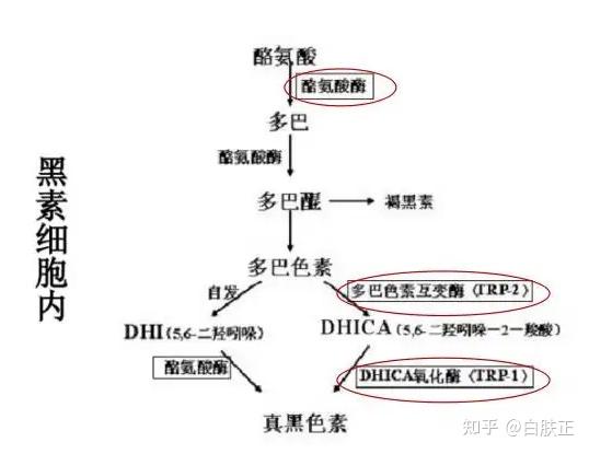 多巴影响着黑色素的代谢 - 知乎