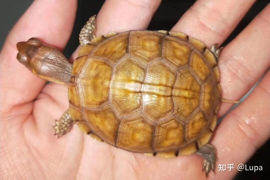 按价格排序常见观赏龟类推荐（半水龟篇） - 知乎