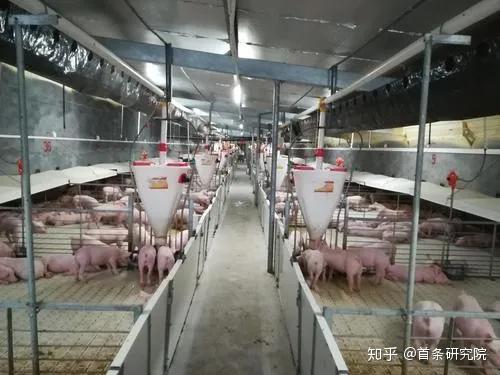 致富网养殖业怎么样知乎(致富网小投资项目2020养殖)