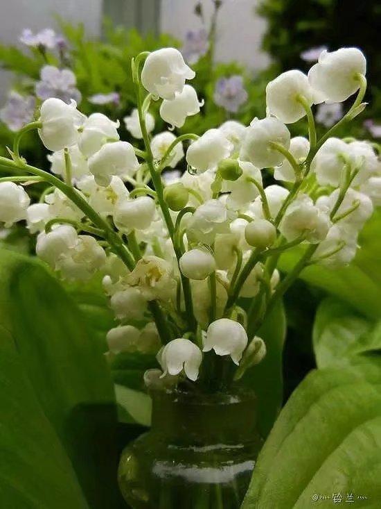 清香纯白的铃兰 娇艳盛开的幸福花朵 知乎