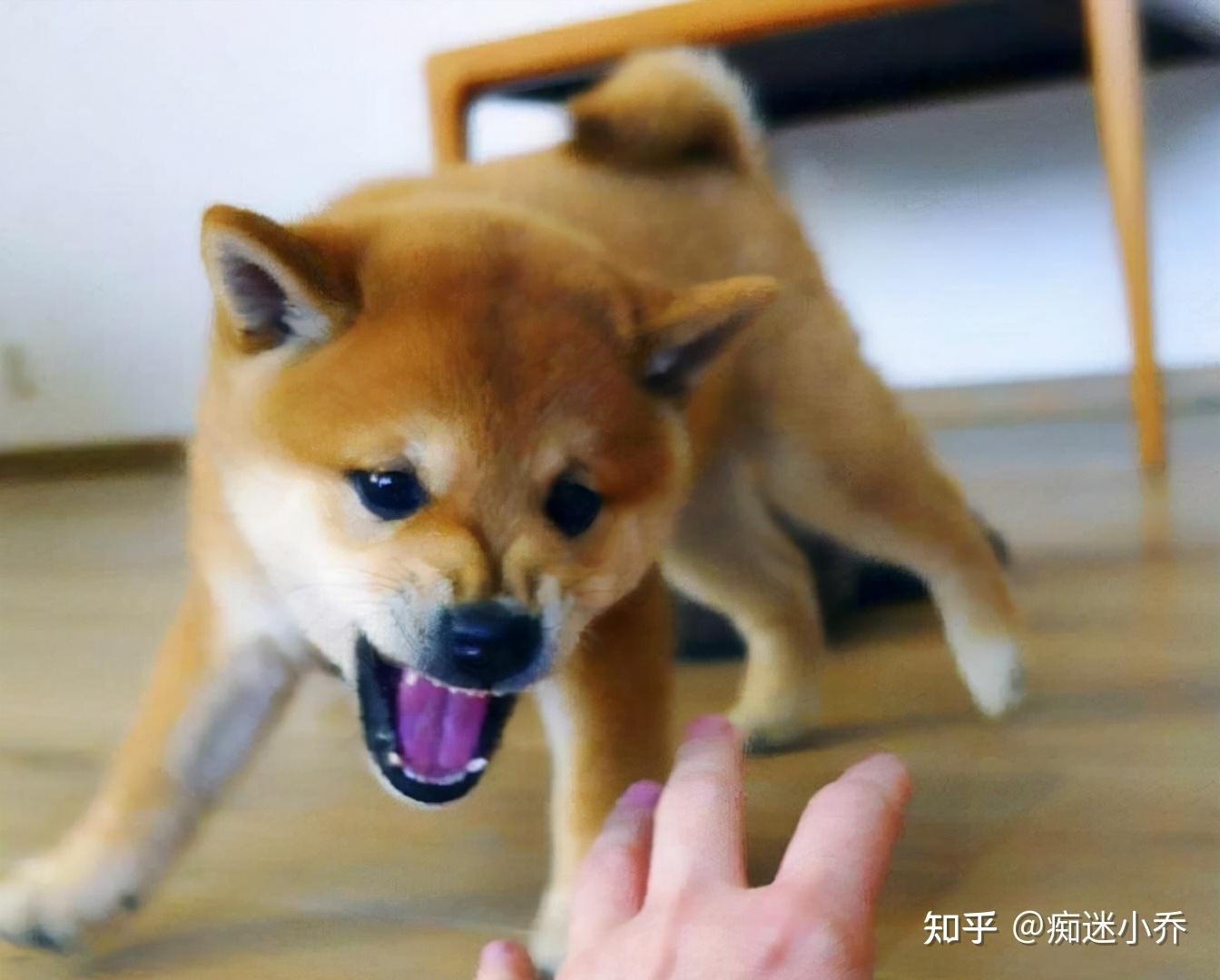 狗狗这5个动作的含义，养狗十年也不一定知道 - 知乎