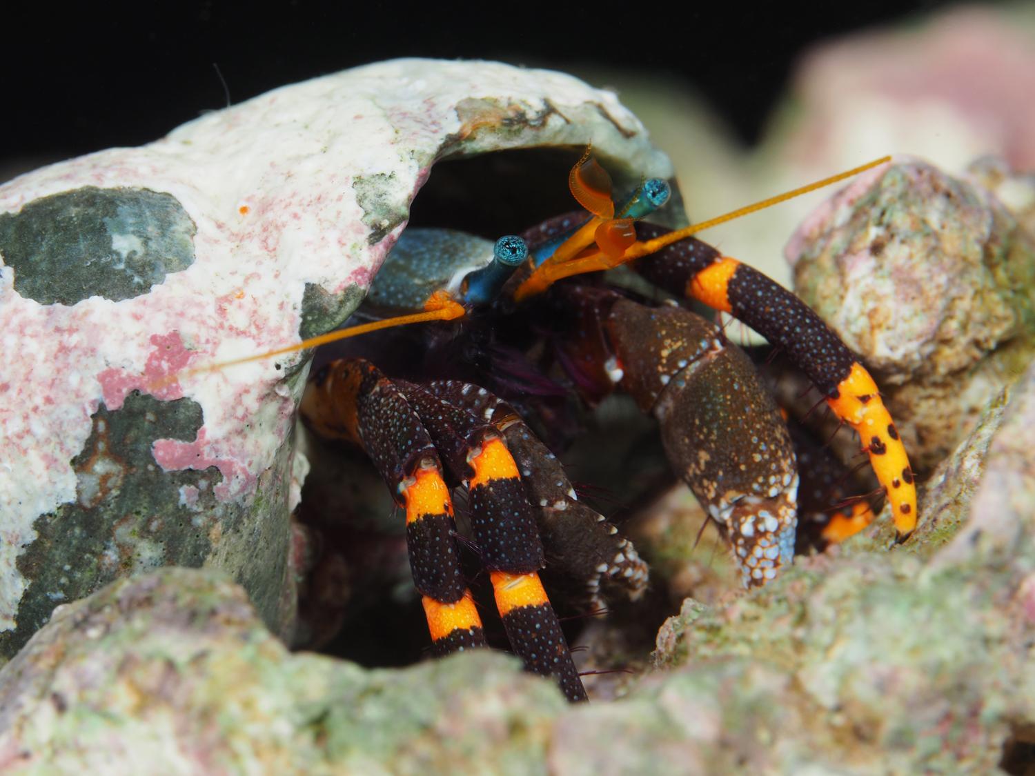 中国海寄居蟹总科图鉴