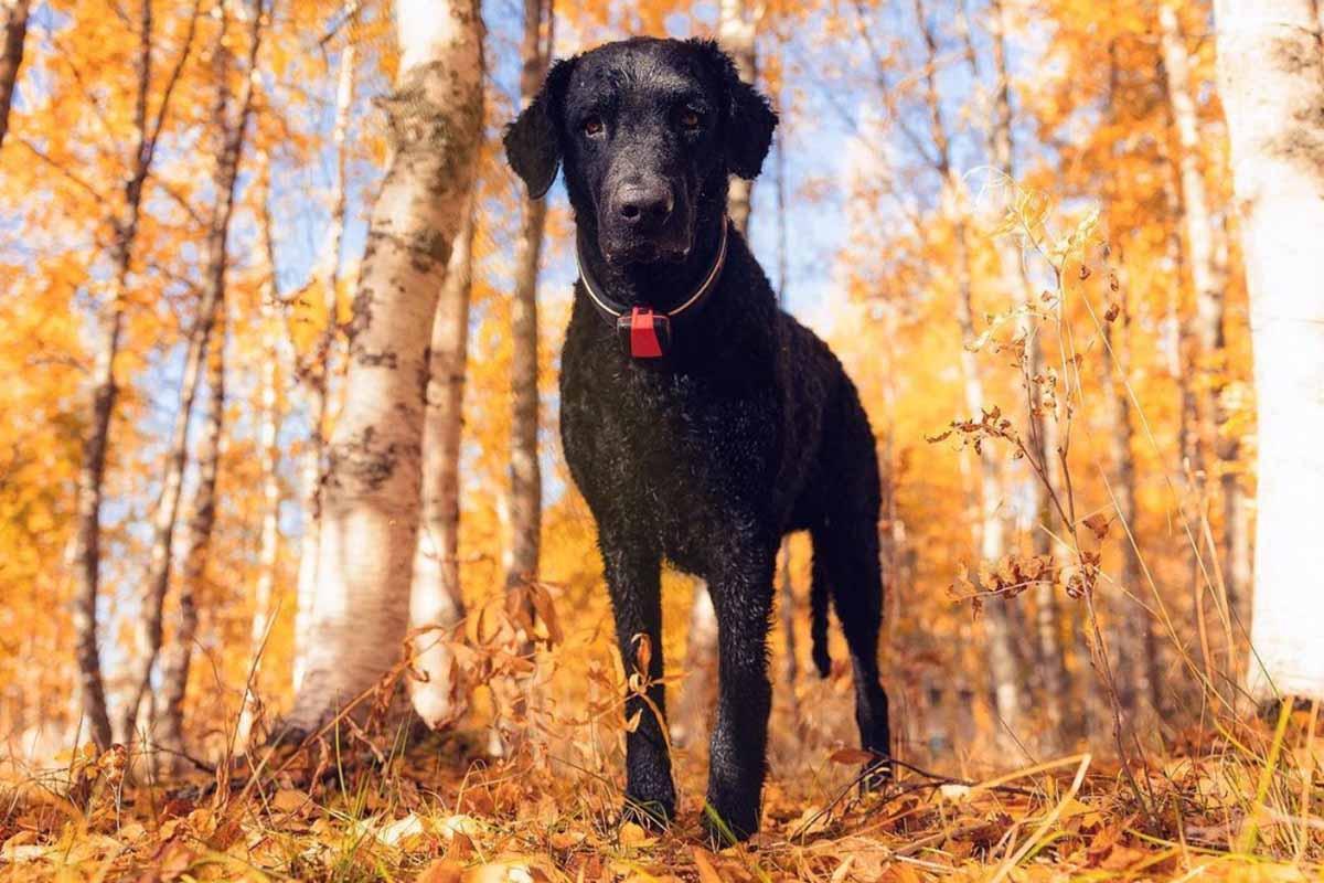 207个品种纯种犬介绍四(切萨皮克湾寻回犬和卷毛寻回犬)