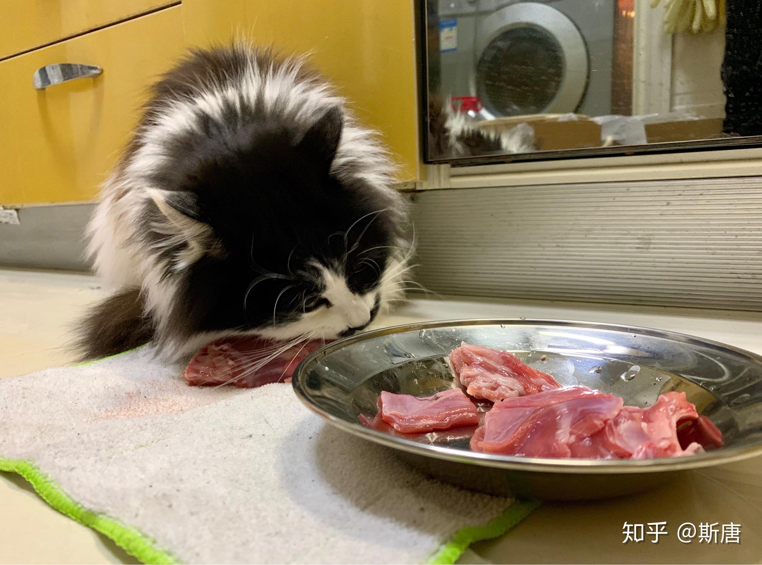 猫も実は肉食！猫にお肉を食べさせる時の正しい調理法・与え方 - ペットタイムズ