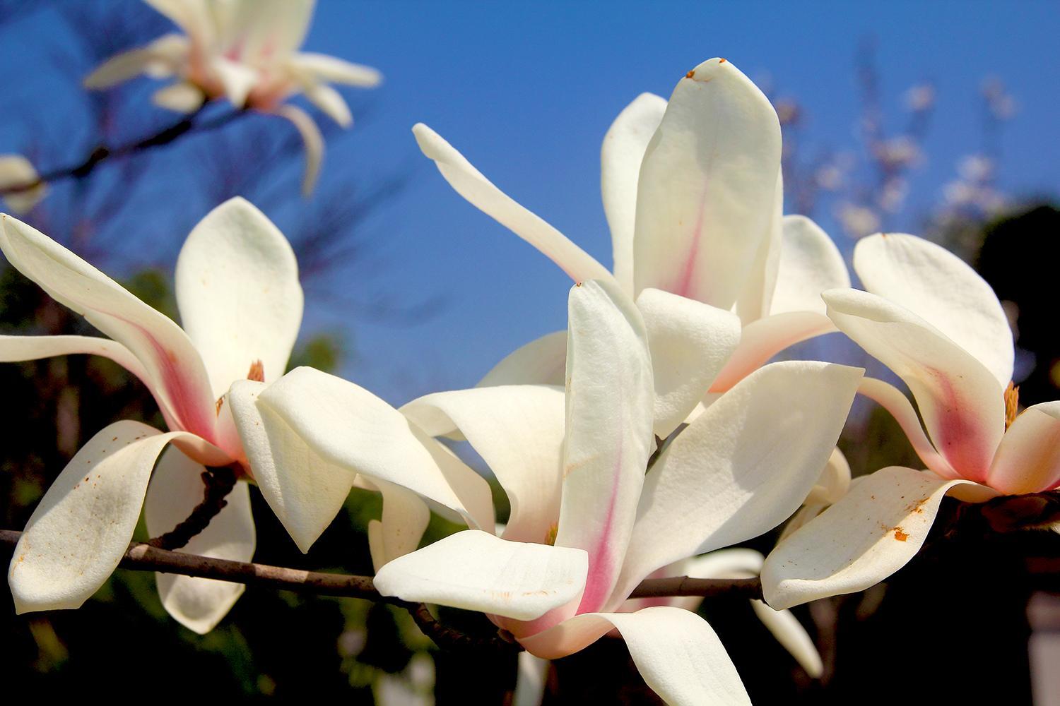 植库玉兰花开望春迎春