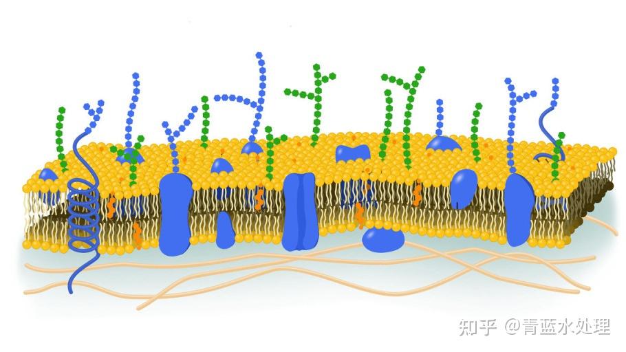 什么是菌胶团？ - 知乎