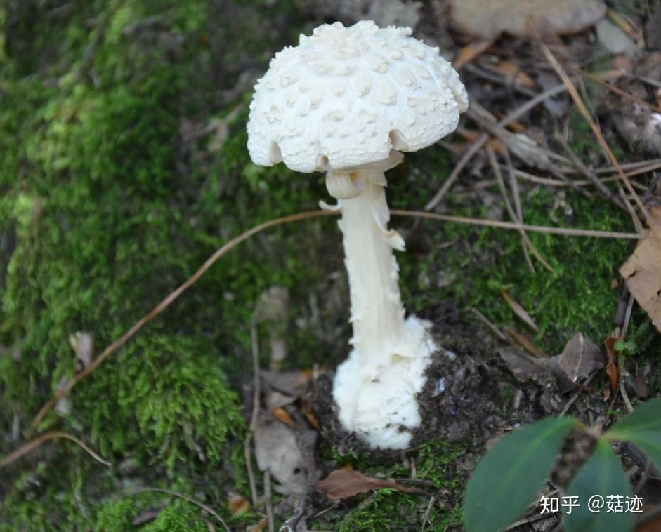 菇迹球基鹅膏菌