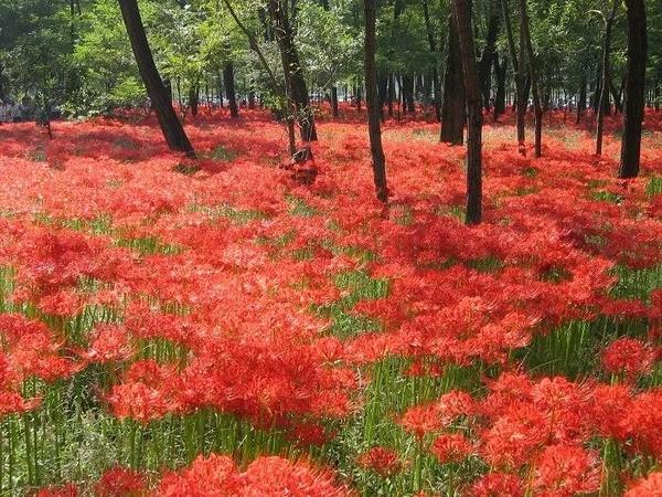 日本的彼岸花大片开放了 妖艳的花海刷爆了朋友圈 知乎