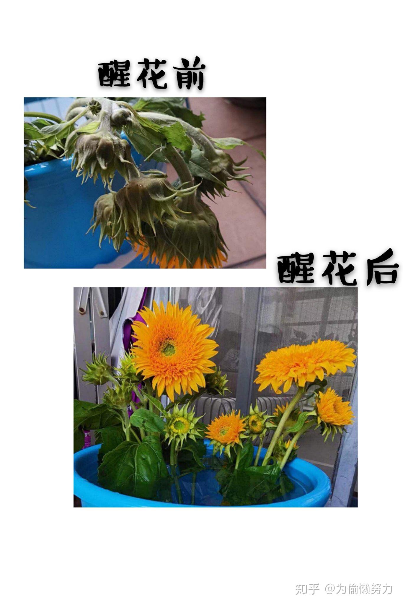 向日葵醒花步骤图片