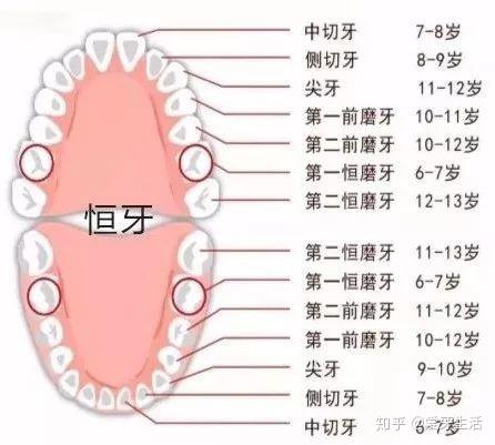 正常的牙齿替换应该是到了乳牙替换的年龄,乳牙先脱落,恒牙再萌出