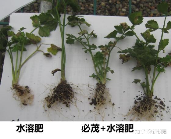 芸苔素只能叶喷？肥料效果不好，不妨试试根灌芸苔素 - 知乎