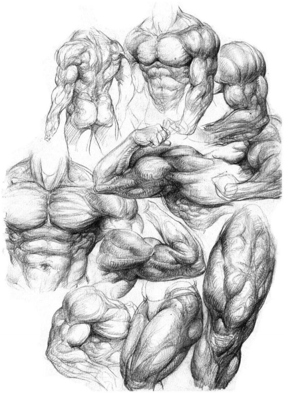 人体绘画基础part02认识肌肉