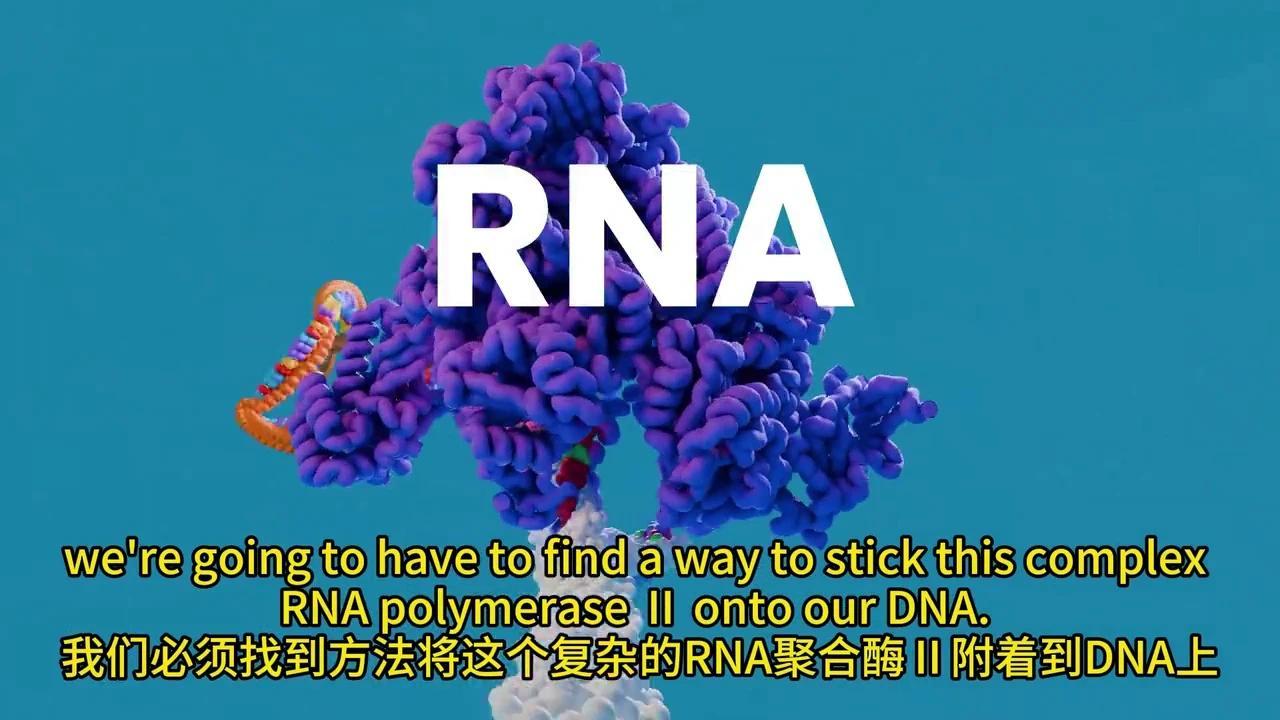 彻底解密DNA转录与mRNA剪接:动画揭秘生物学奥秘 - 知乎