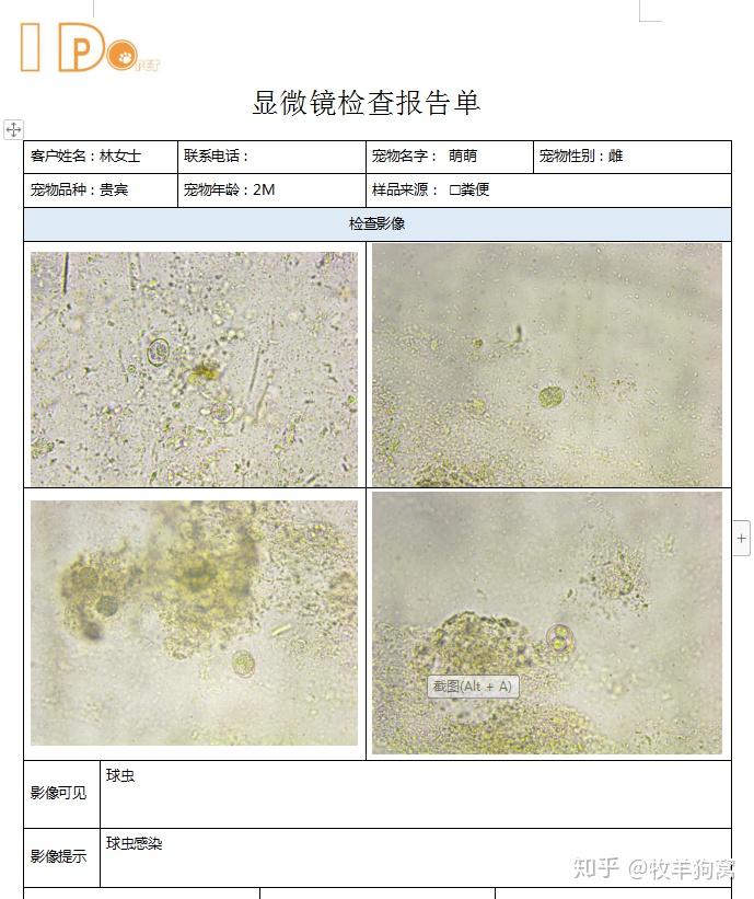 犬球虫显微镜图片