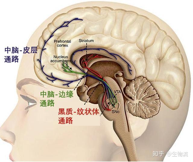 中脑黑质多巴胺图片