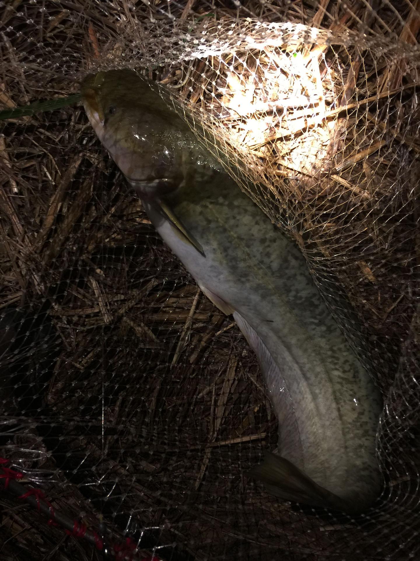 钓鱼老手教你钓鲇鱼其实就是见招拆招破解鲇鱼的逃生伎俩