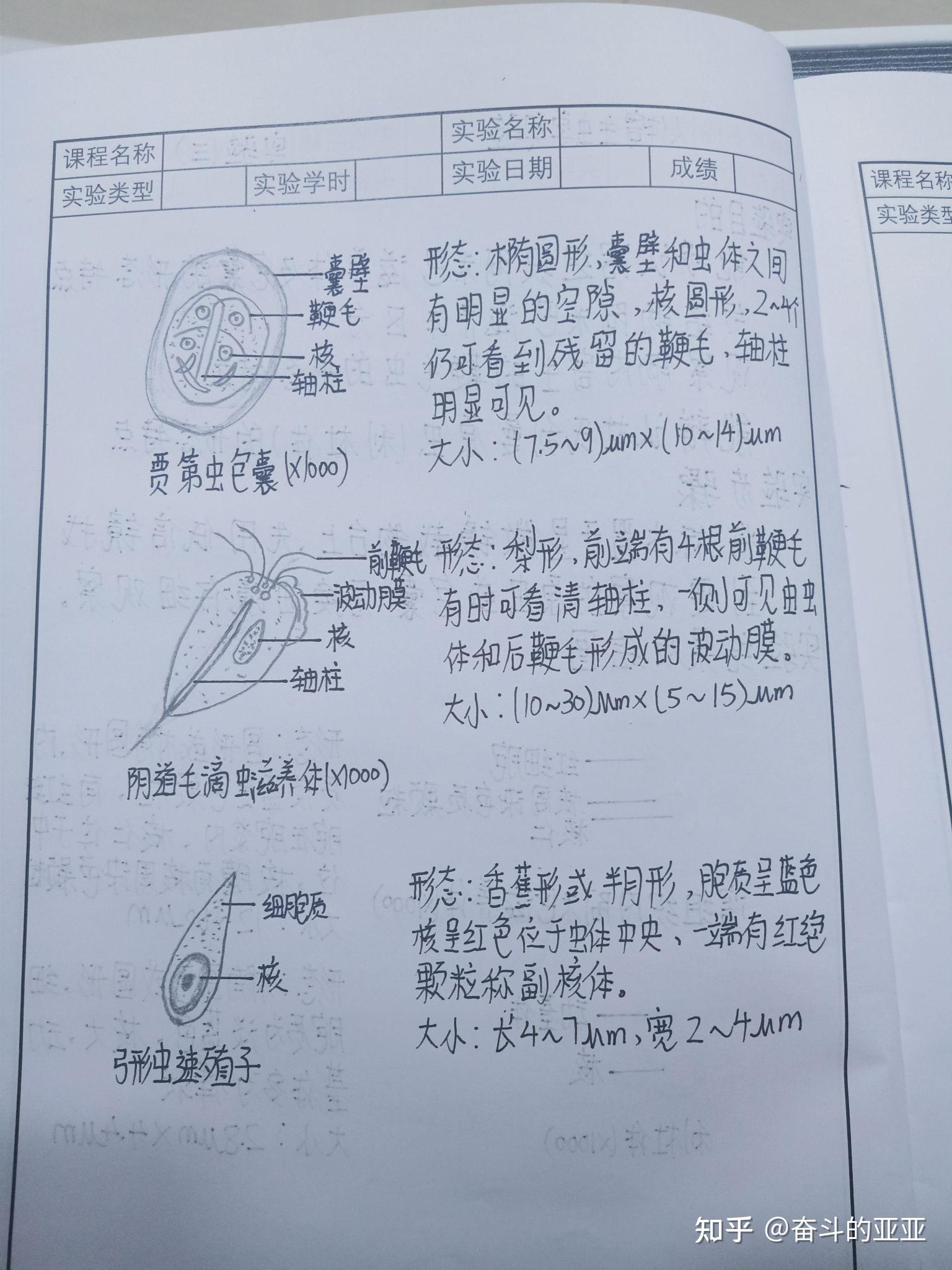 钩虫卵手绘图实验报告图片