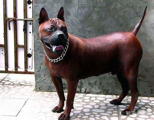 比特犬排名_比特犬血统排名配图